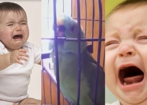 Outrageously Crazy Parrot Perfectly Imitates Crying Baby. Totally LOL!